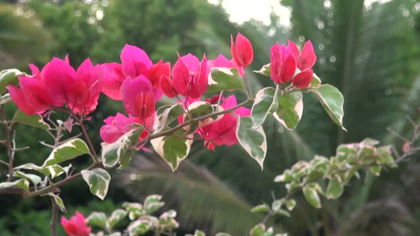 Red coloured Bougainvillea flowers sway in Kishkindha Moolika Bonsai Garden in Sri Ganapathy Sachchidananda Ashrama. This garden is acclaimed as India's largest and prettiest  Bonsai Garden.