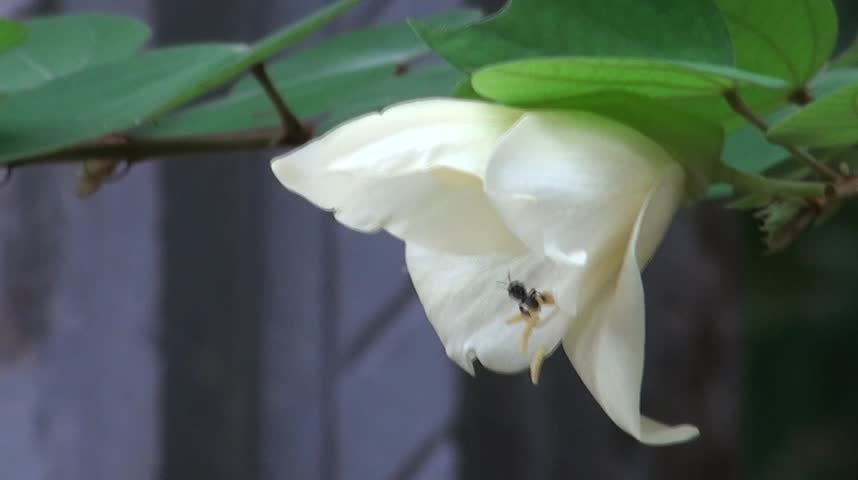 Plant and Flower