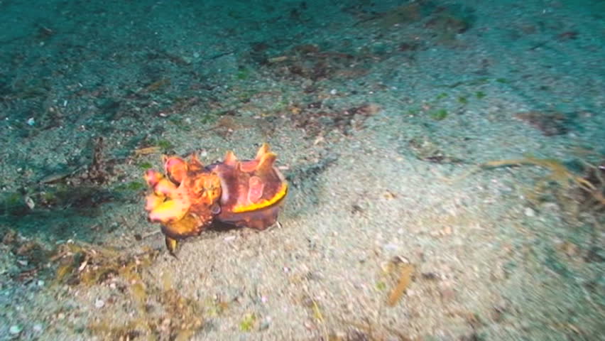 Pfeffer's Flamboyant Cuttlefish, Metasepia pfefferi, Papua New Guinea, Milne Bay