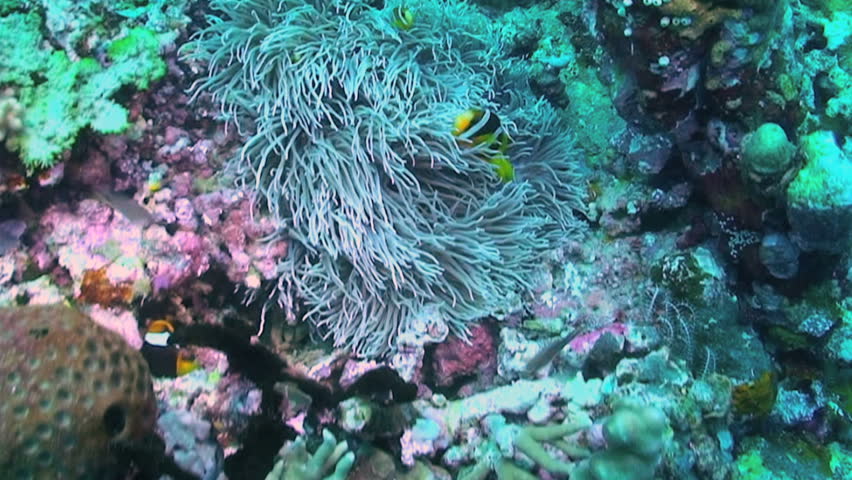 Clarke's anemonefish, Amphiprion clarkii, swimming in a sea anemone, Papua New Guinea, Milne Bay