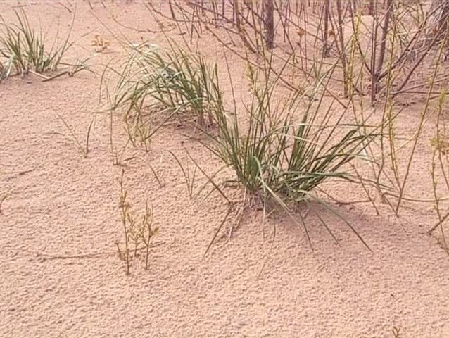 Shore plants trying to survive