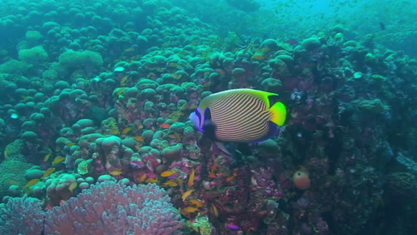 Emperor angelfish, Pomacanthus imperator, Papua New Guinea, Milne Bay  