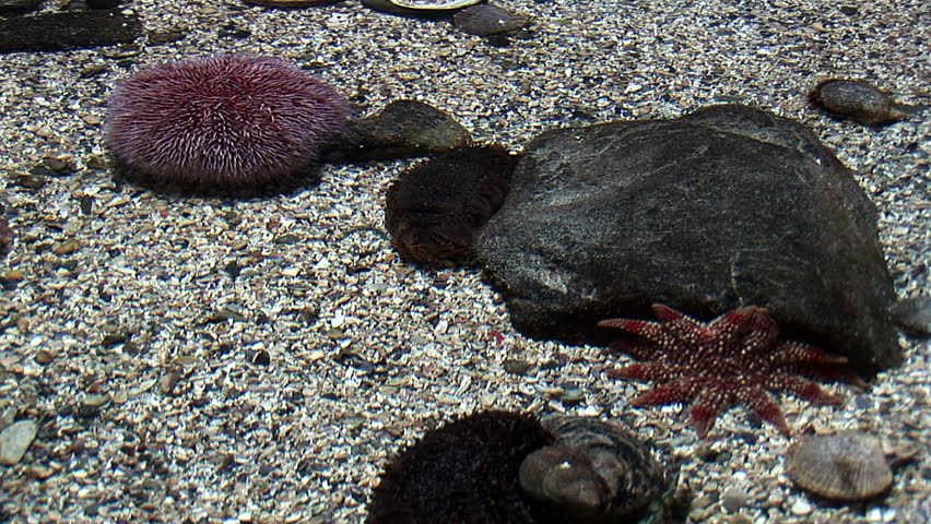 Marine life - Red Sea Urchins - Belong to the marine invertebrate group called echinoderms - Video high definition - Real time