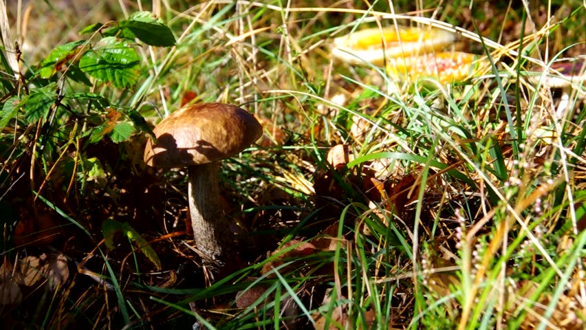 mushrooming