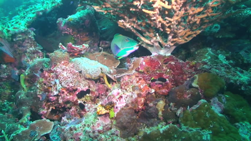 Swimming  through the coral reef, Parrotfish, Papua New Guinea, Milne Bay 