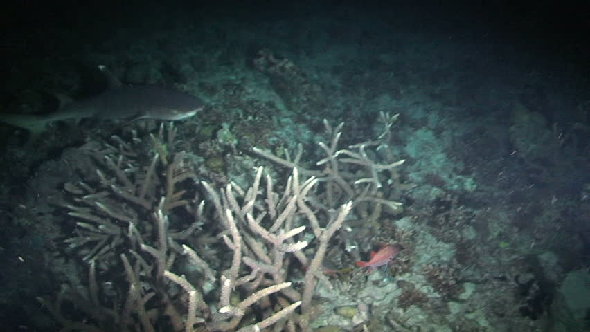 Reef whitetip shark, Triaenodon obesus, Papua New Guinea, Milne Bay 