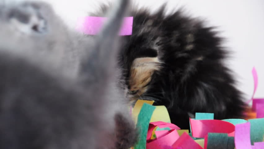 Group of small kittens playing together with paper tinsel