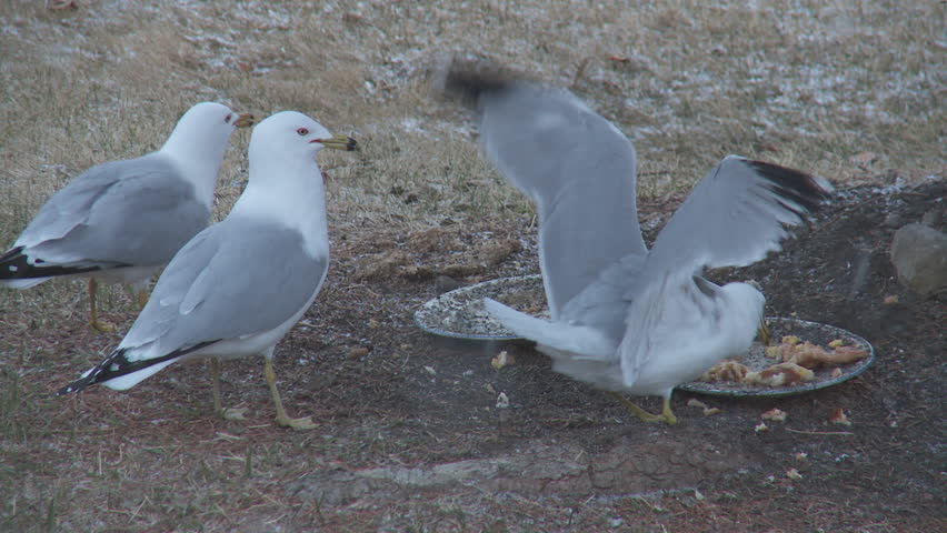 Seagulls Eating in Winter