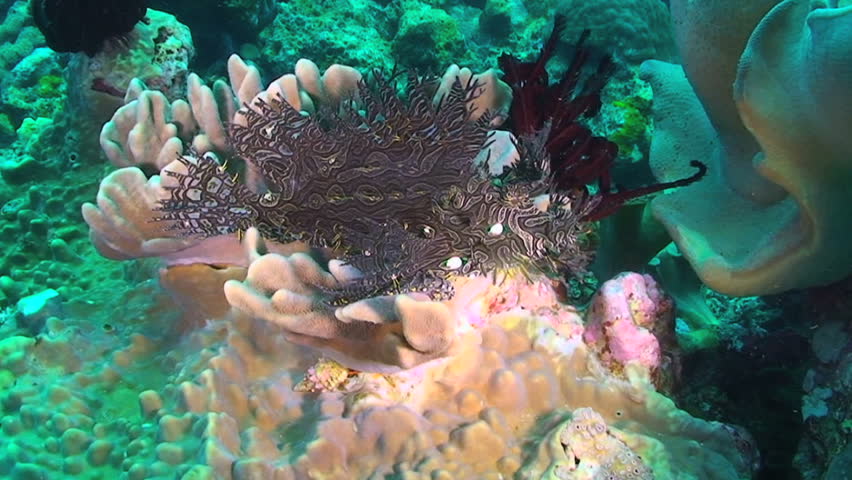 Merlet's Scorpionfish, Rhinopias, Rhinopias aphanes, Papua New Guinea, Milne Bay  