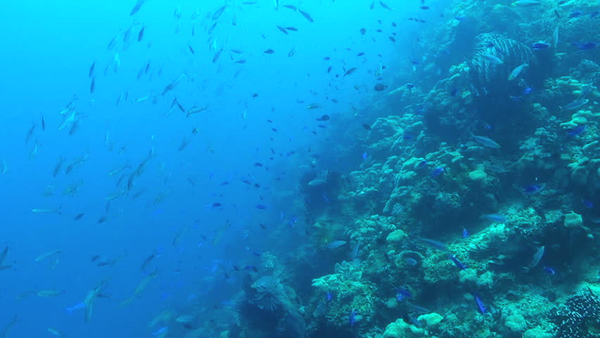 Various fish swimming along the coral reef,  Papua New Guinea, Milne Bay 