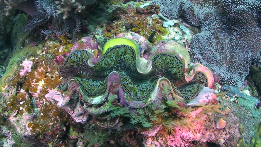 Giant clam, Tridacna species, Papua New Guinea, Milne Bay 
