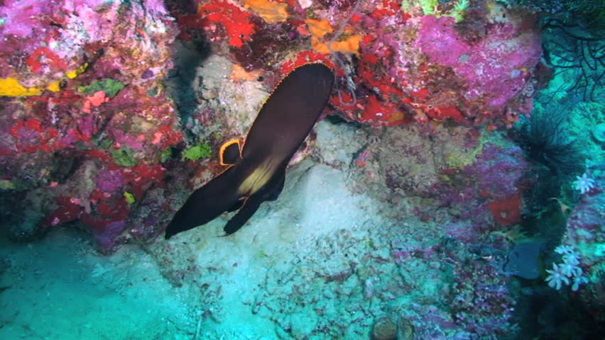 Pinnate spadefish, Platax pinnatus, Batfish, Papua New Guinea, Milne Bay