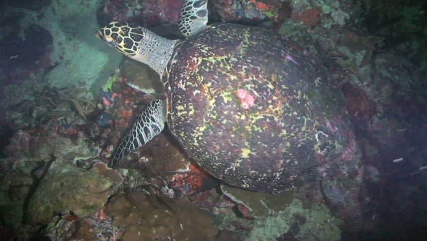 Hawksbill turtle, Eretmochelys imbricata, Papua New Guinea, Milne Bay  