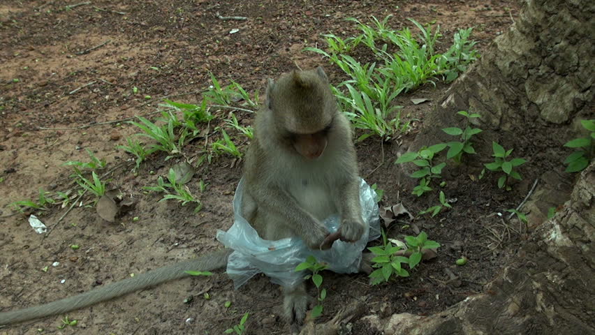 Wild Life in Peril / wild life damage revealed by a monkey accidentally wrapped in a plastic bag in woods