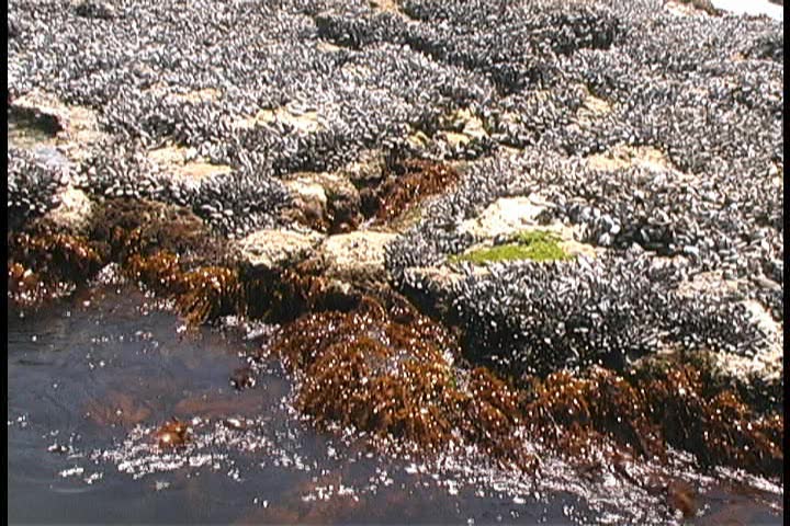 Ocean water rising up and down through reef