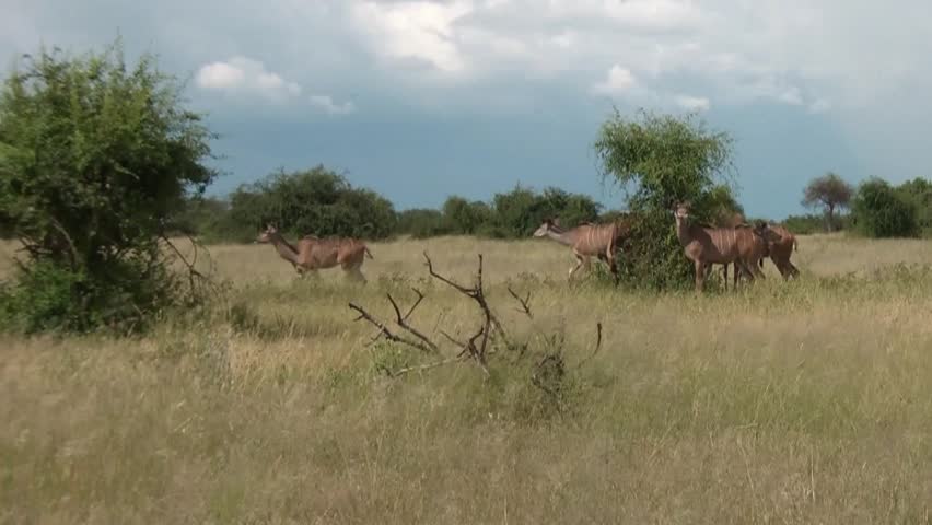 kudu antelope in african savanna