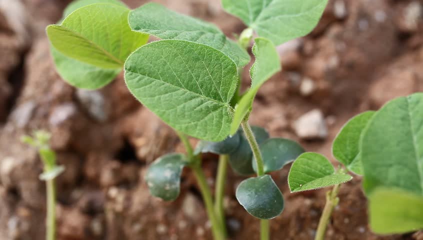 Soybean sapling in spring