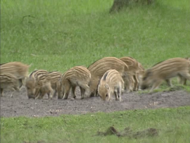Wild Boar piglets (sus scrofa) forage in mud.  Wild boar are omnivorous scavengers, eating almost anything they come across.
