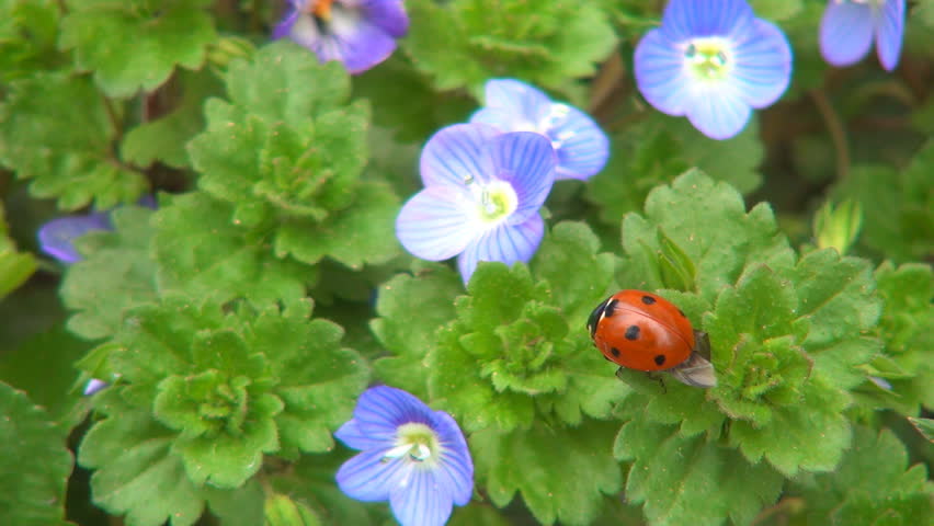 Ladybug Preparing Wings to Fly on Veronica Persica Flower, Ladybird, Bug, Macro