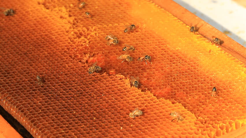 Working the bees on honeycomb at farm