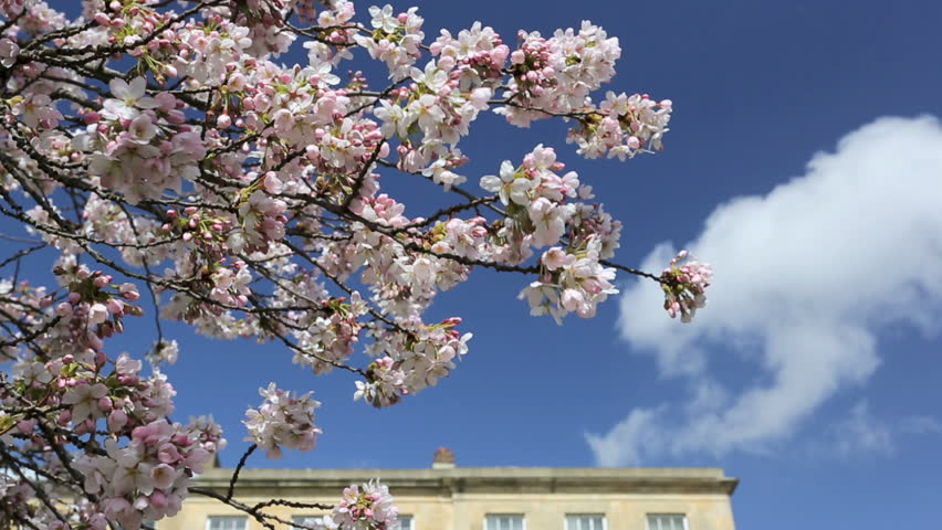 Cherry Blossom Blowing in the Wind