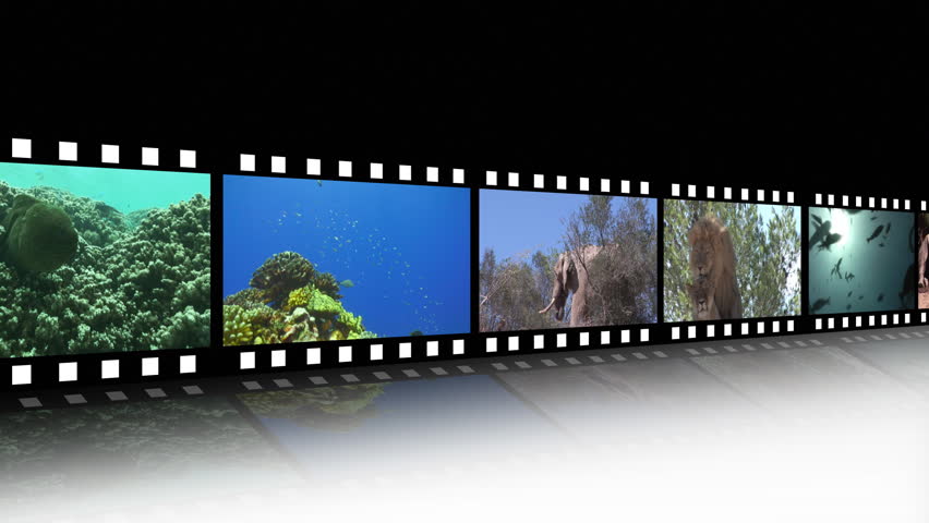 Animal film reel