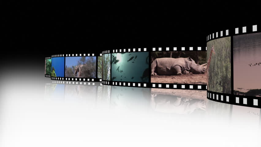 Animal film reel 2