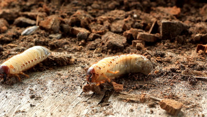 Grubs in the soil.