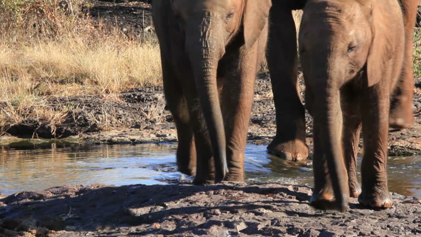 African elephants at a river
