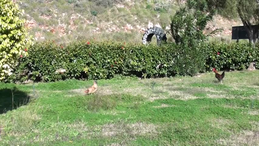 Fowls in the garden, zoom in
