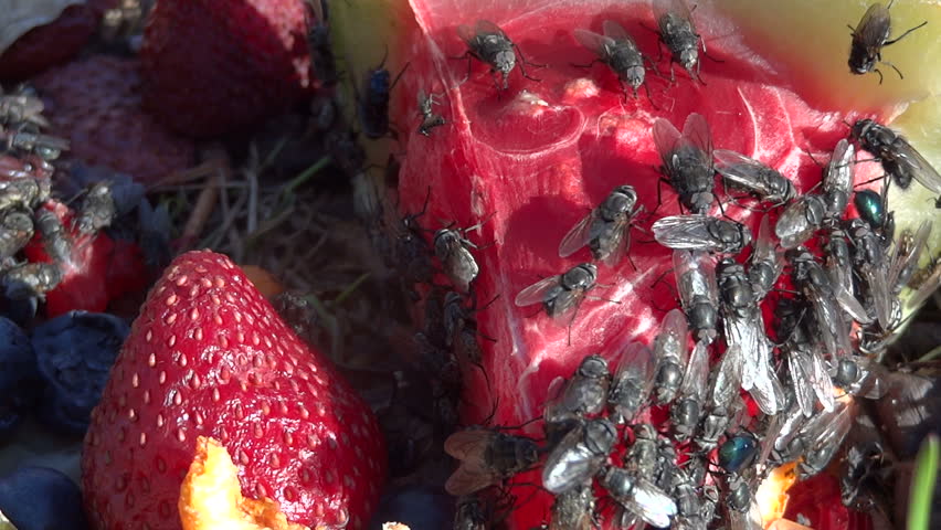 Time lapse of flies eating rotting watermelon and strawberry.