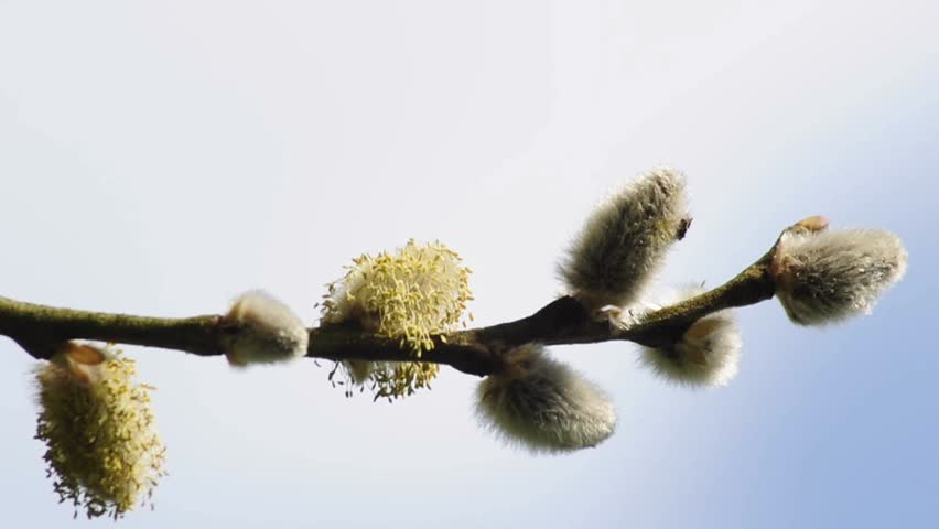 Willow blossom