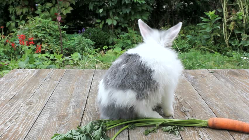 rabbit cleaning self
