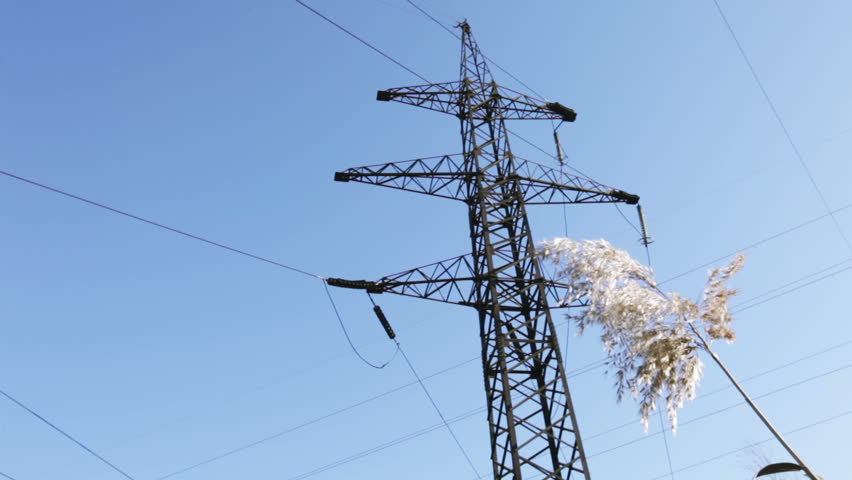 Bulrush against the mast line of high-voltage wires
