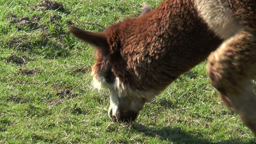 brown white alpaca grazing closeup