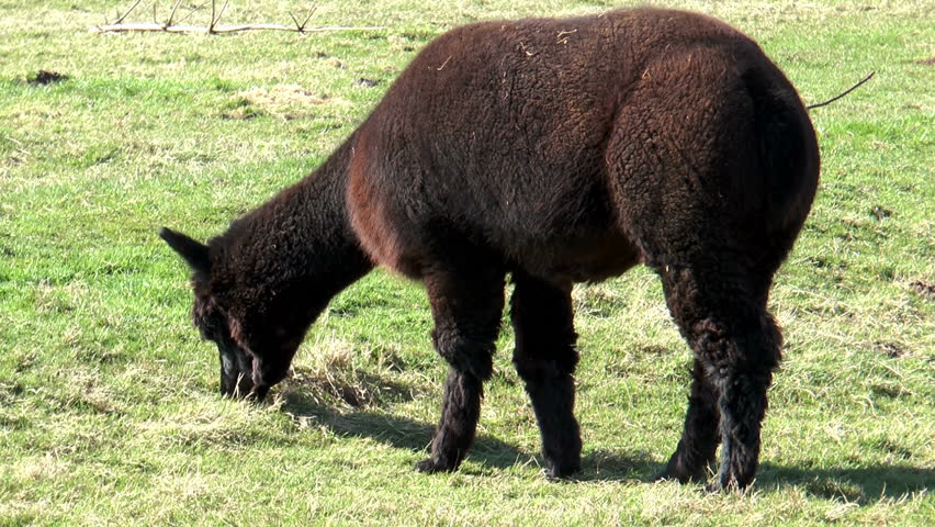 brown alpaca grazing on meadow