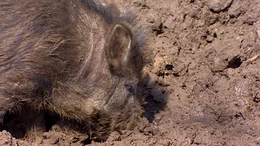 European wild boar (sus scrofa)  in mud - close up. Wild boar are omnivorous scavengers, eating almost anything they come across.
