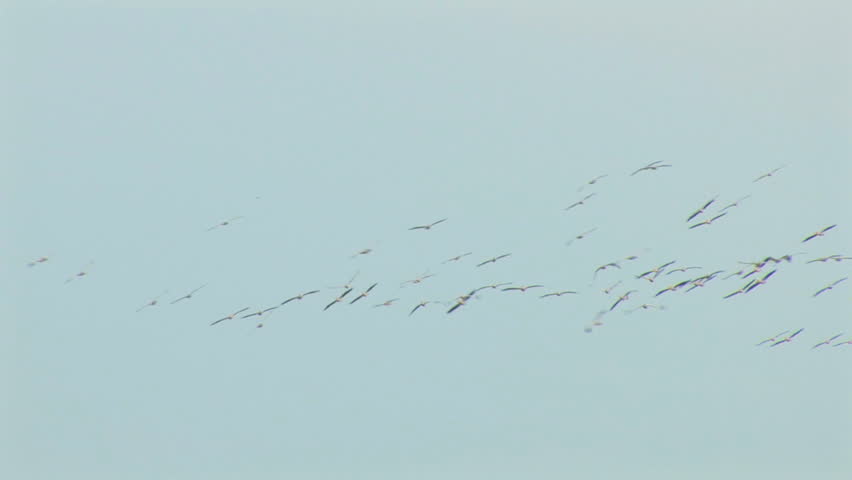Birds - Colonies of pelicans flying in V-formation - The Great White Pelican - Pelecanus onocrotalus