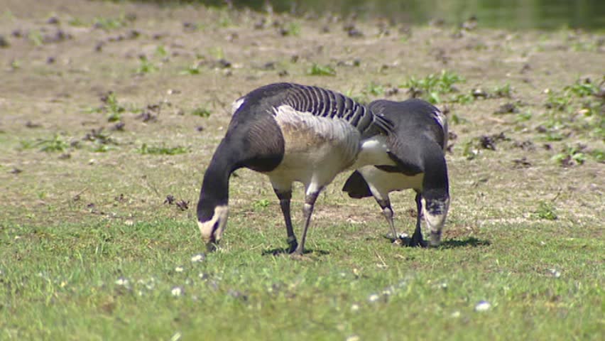 Barnacle goose  (Branta leucopsis) foraging, 2 shot.