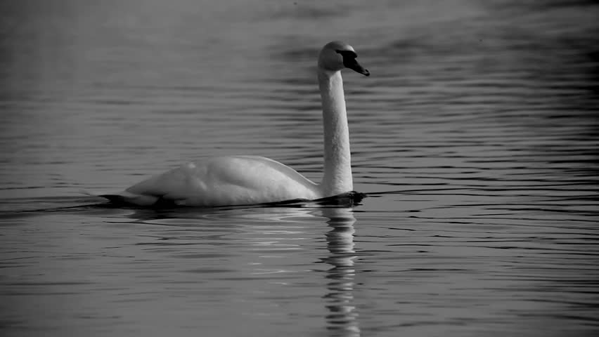 Elegant swan
