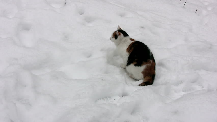 playful cat in the snow