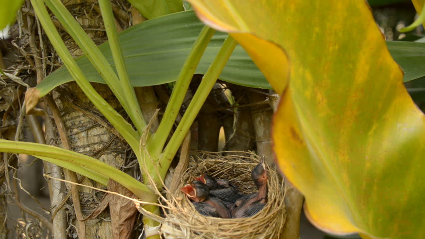 Baby red-whiskered bulbul chicks sleeping wait for mom on nest.