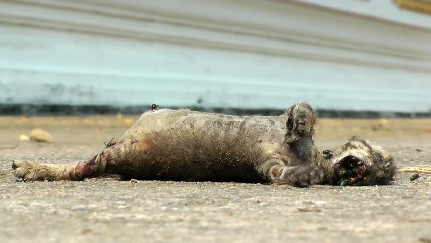 A dead cat decomposing with a mass of flies.