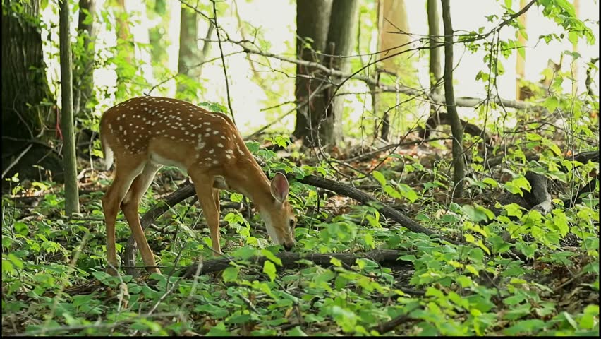 white tailed deer fawn foraging in the woods