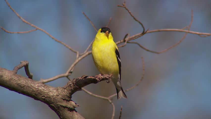 A male American Goldfinch (Carduelis tristis) in breeding plumage perches on a tree limb in spring.