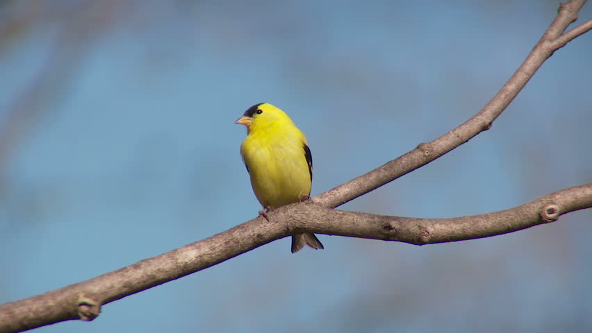 A male American Goldfinch (Carduelis tristis) in breeding plumage perches on a tree limb in spring.