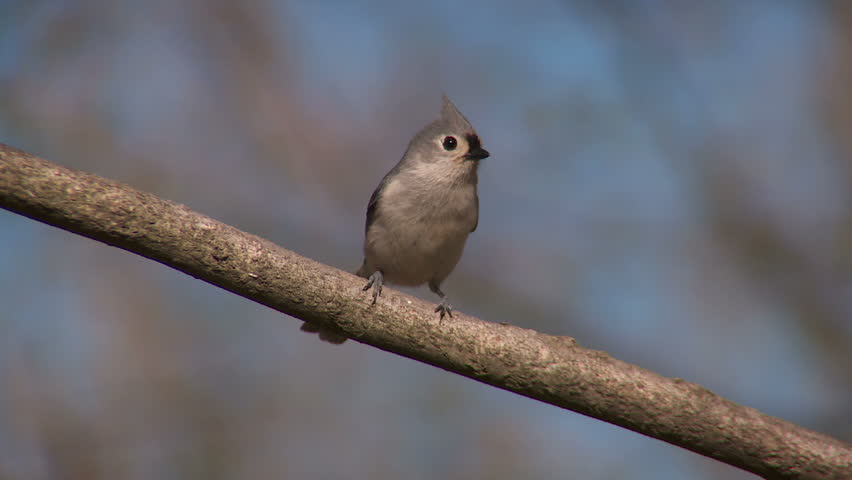 A Tufted Titmouse (Baeolophus bicolor) perches on a tree limb and sings in spring.