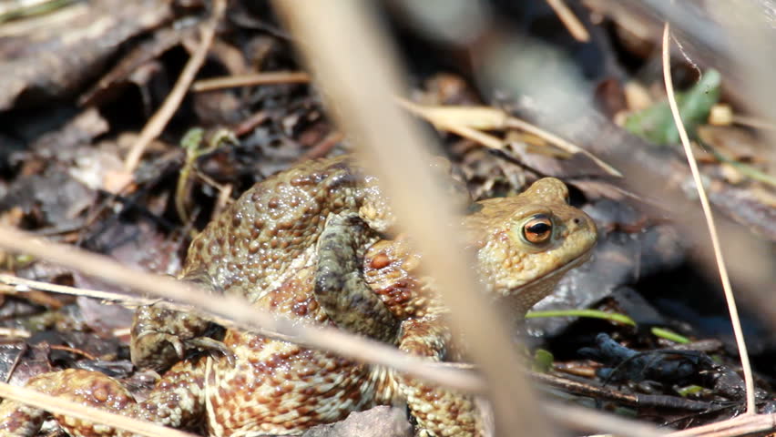 Couple Of mating Toads  in spring season