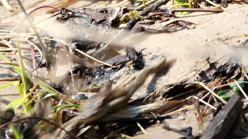 Couple Of mating Toads  in spring season