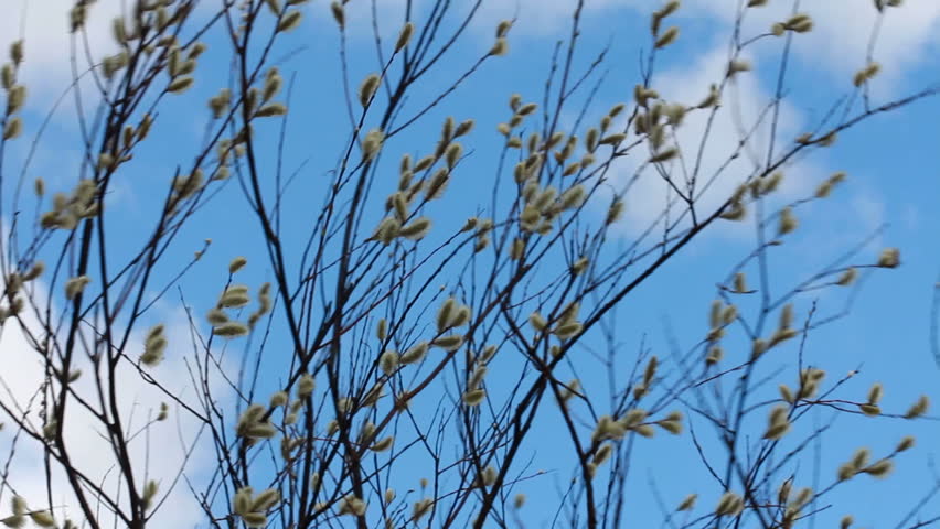 Flowering Pussy Willow